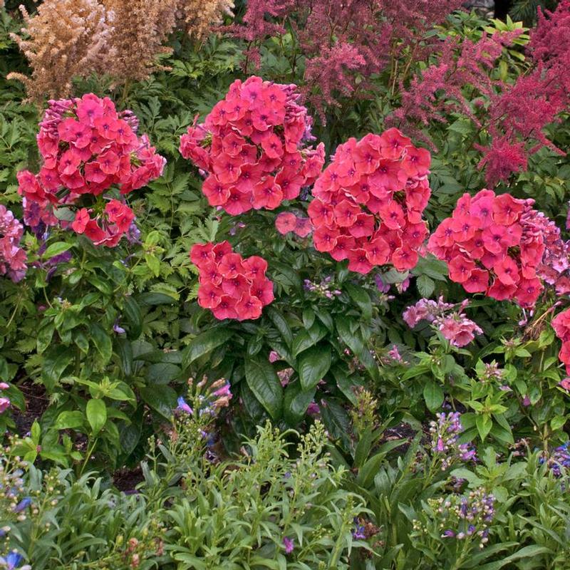 Phlox paniculata Flame™ Barsixtytwo