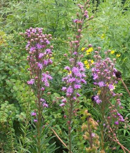 Liatris ligulistylis 