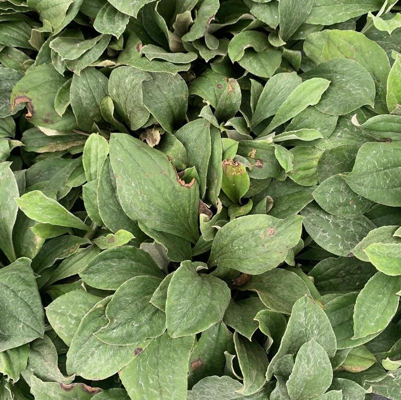 Antennaria plantaginifolia 