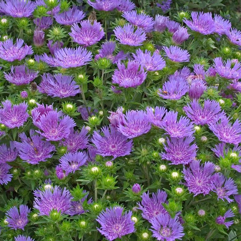 Stokesia laevis Peachie's Pick