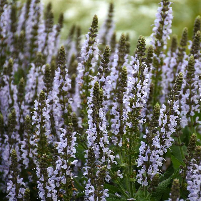 Salvia nemorosa Bumble Bumblesky