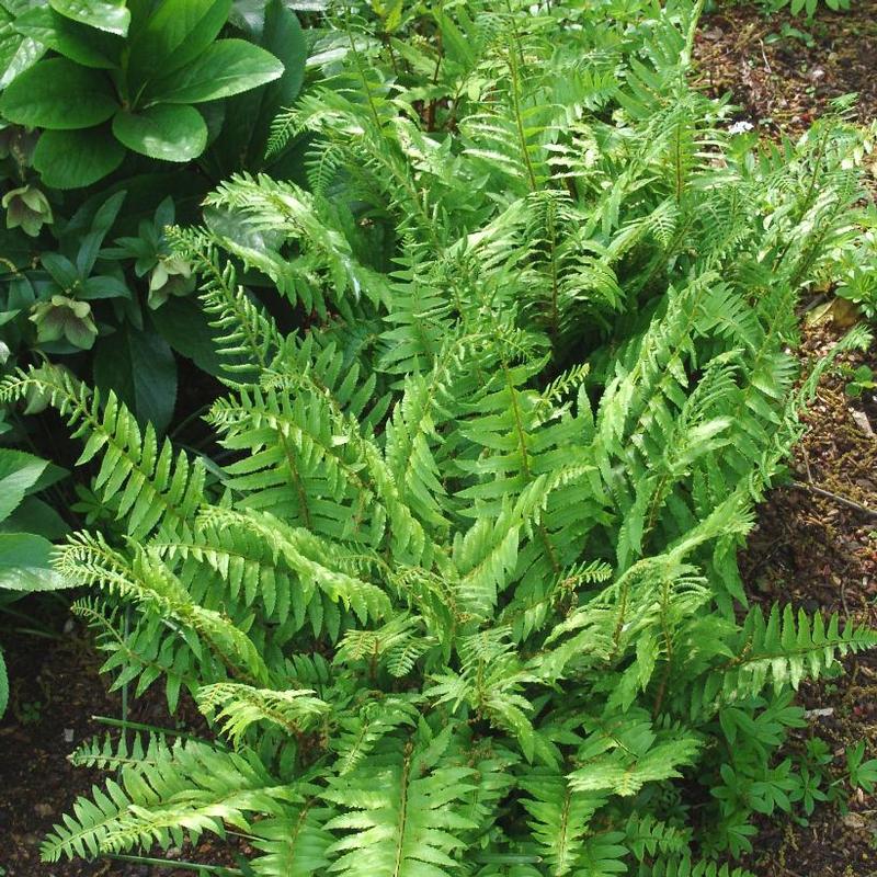 Polystichum acrostichoides 