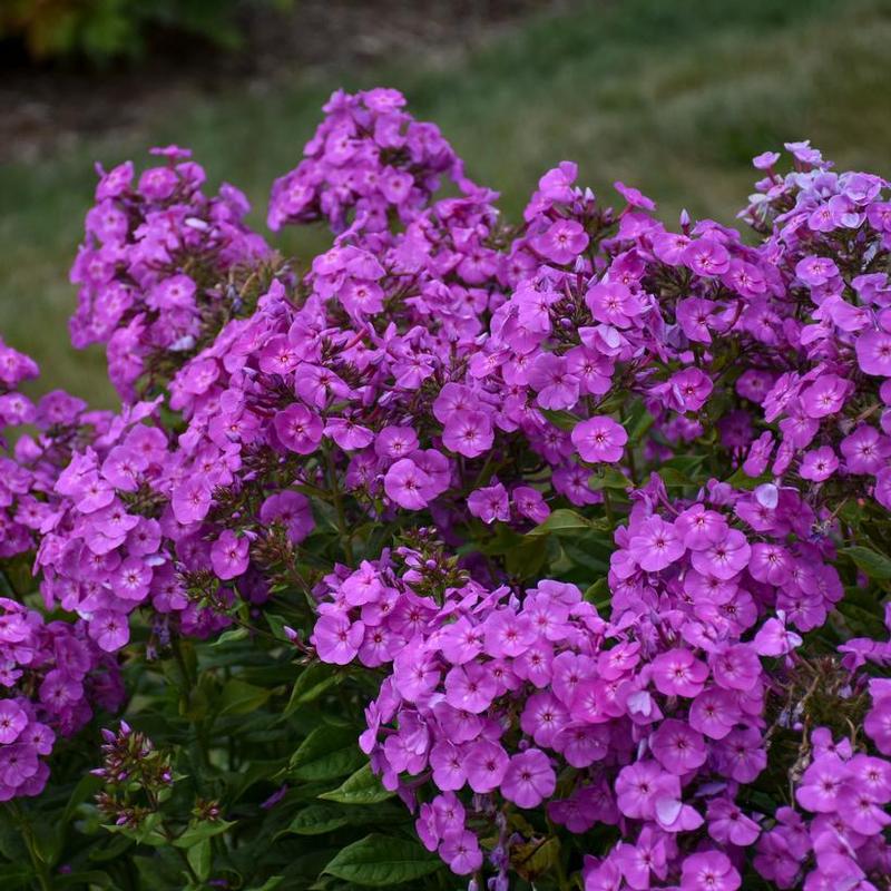 Phlox paniculata Garden Girls® Cover Girl