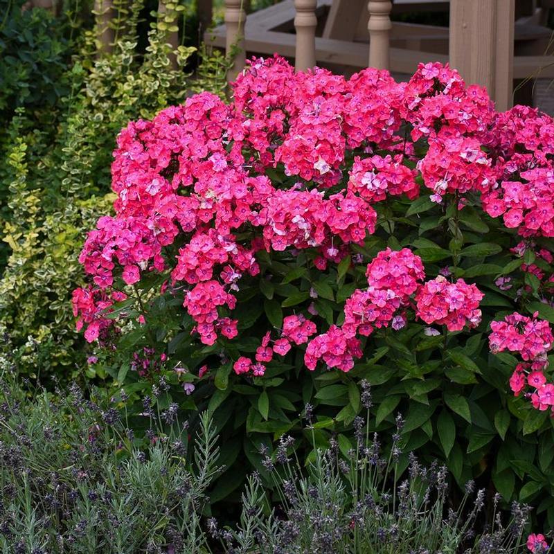 Phlox paniculata Garden Girls® Glamour Girl