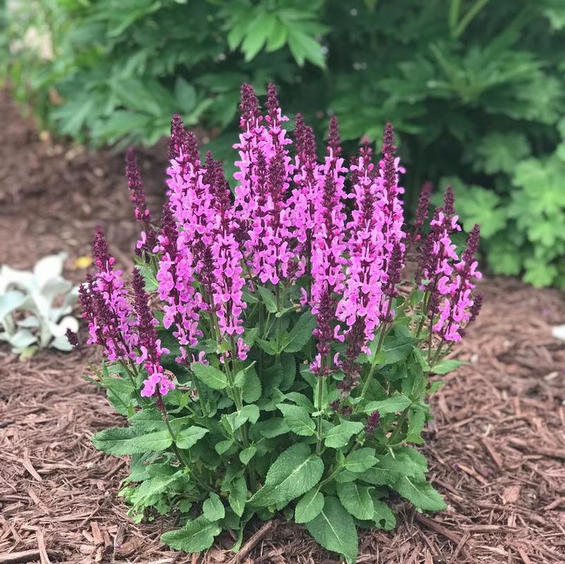 Salvia nemorosa Rose Marvel