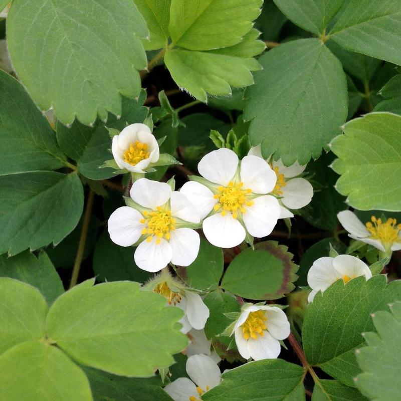 Fragaria virginiana 