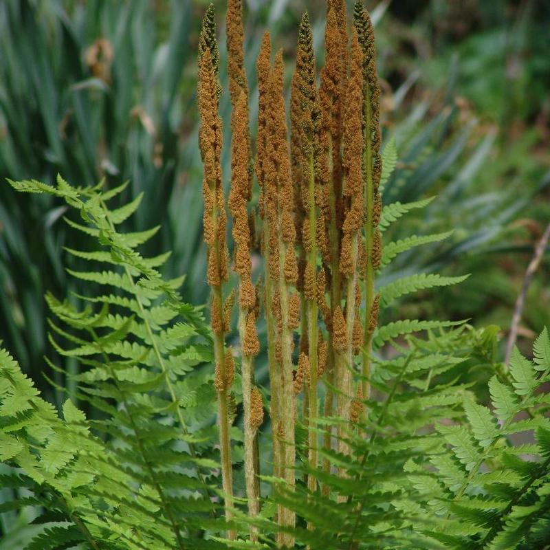 Osmunda cinnamomea 