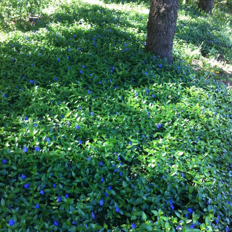 Vinca minor 