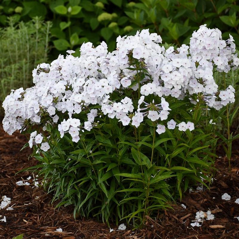 Phlox paniculata x Fashionably Early Fashionably Early Crystal