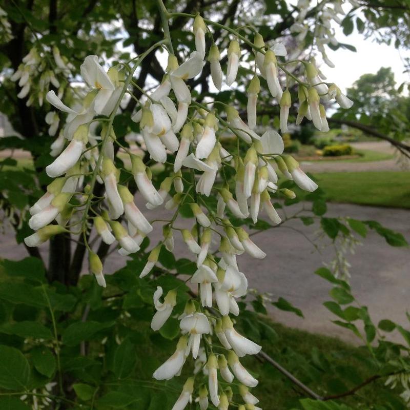 Cladrastis lutea 