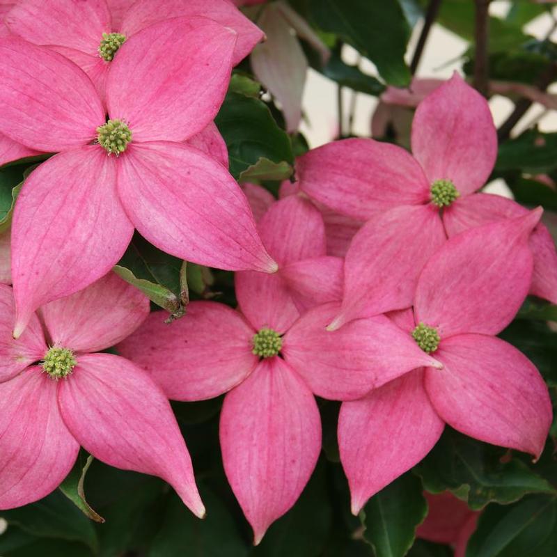 Cornus kousa Rutpink