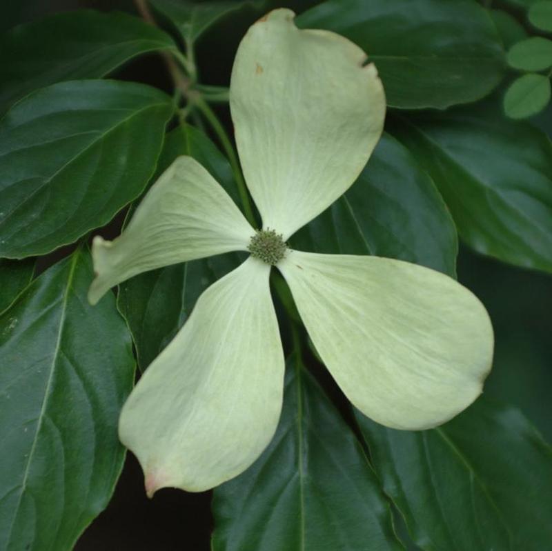 Cornus x 'Rutcan' Constellation Dogwood from Antheia Gardens