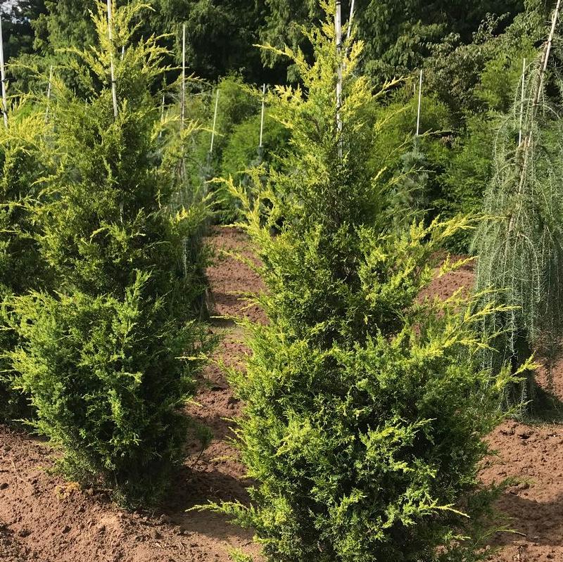 Juniperus chinensis Mac's Golden