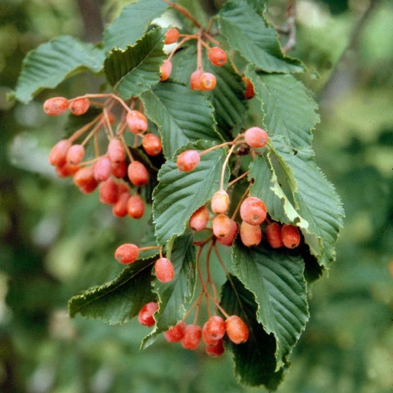 Sorbus alnifolia 