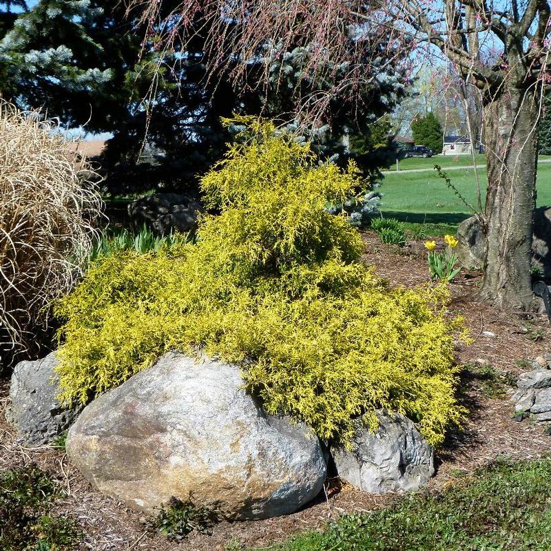 Chamaecyparis pisifera Golden Mops