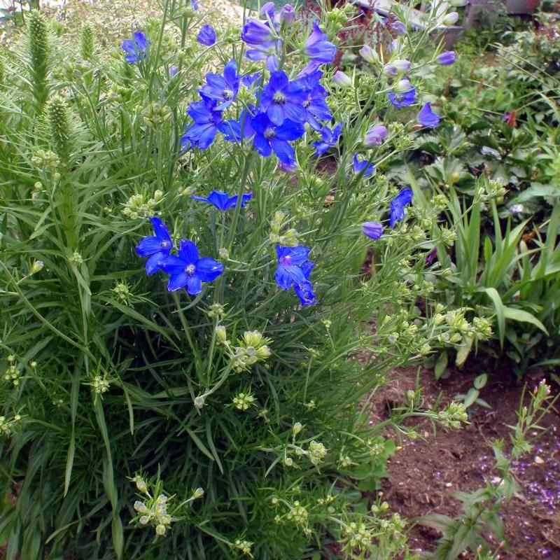 Delphinium grandiflorum Blue Butterfly