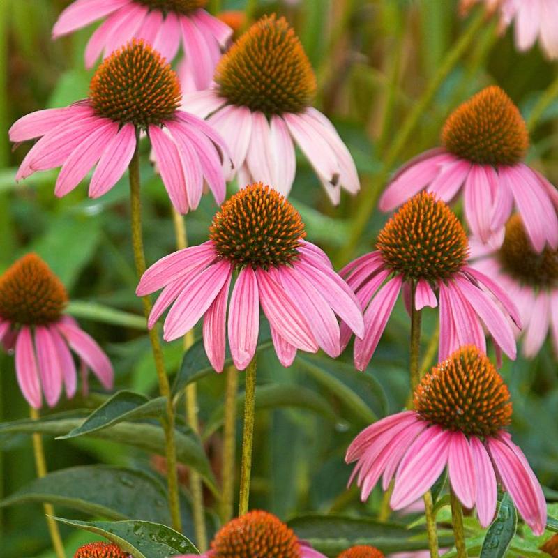 Echinacea purpurea 