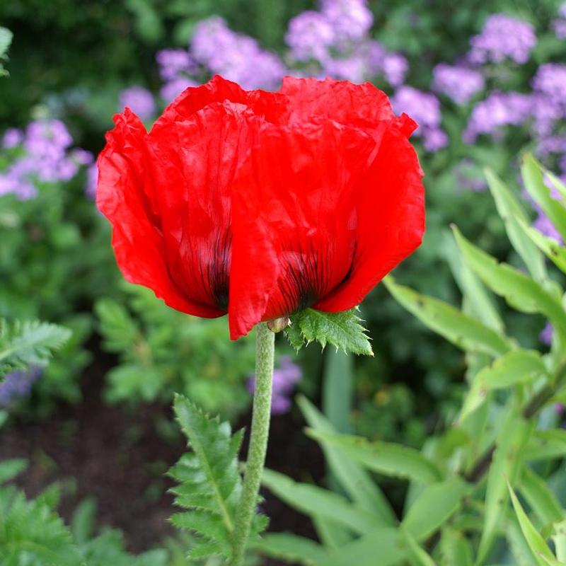 Papaver orientale Beauty of Livermere