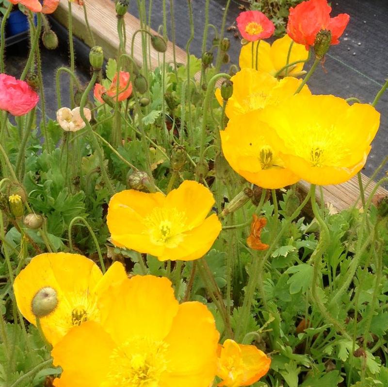 Papaver nudicaule Champagne Bubbles