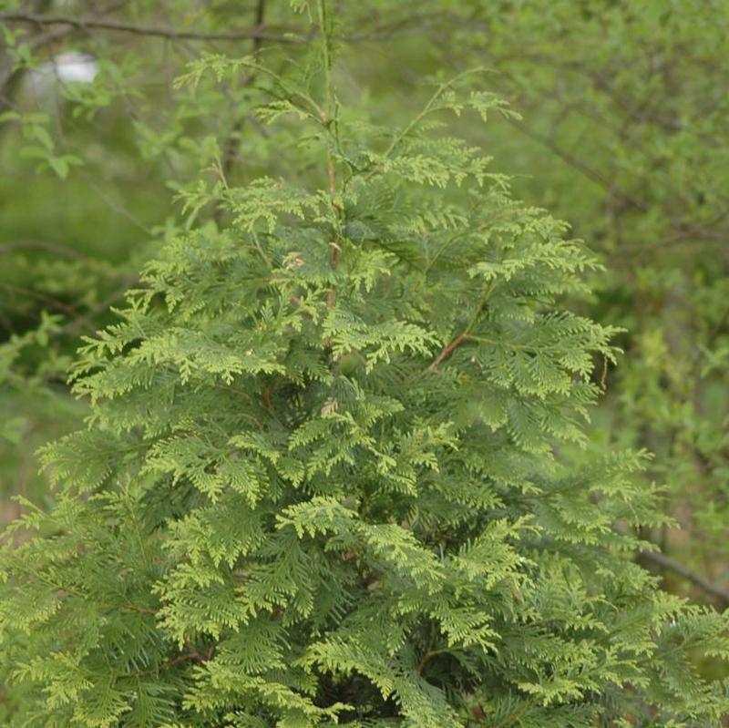 Thuja x Green Giant