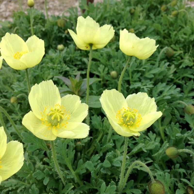 Papaver miyabeanum Pacino