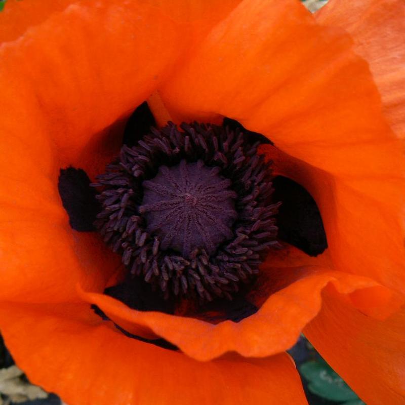 Papaver orientale Allegro