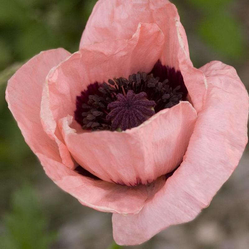 Papaver orientale Princess Victoria Louise