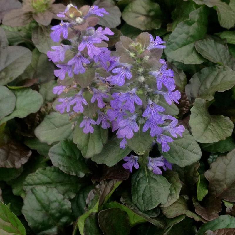 Ajuga reptans Bronze Beauty