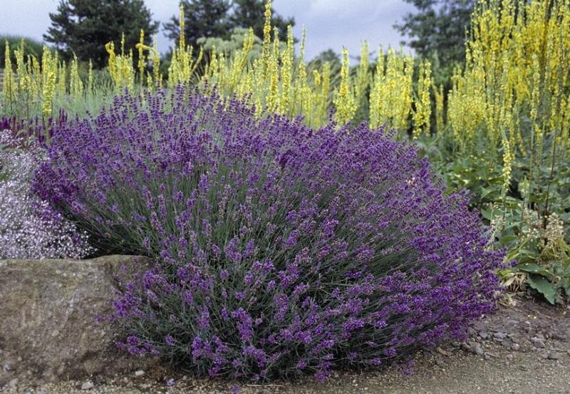 Lavandula angustifolia Hidcote Blue