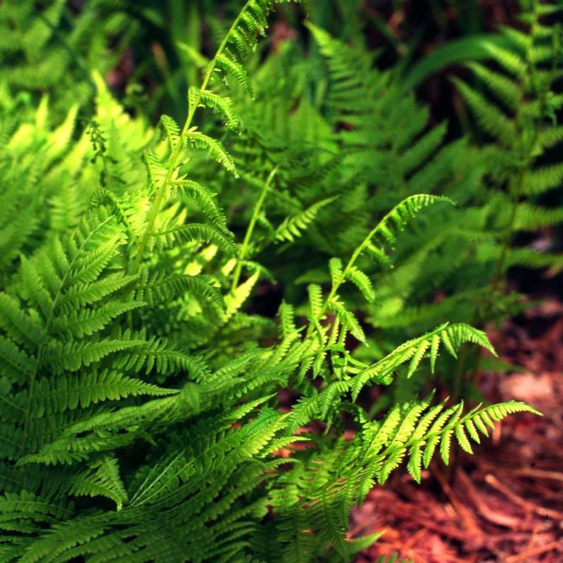 Athyrium filix-femina 