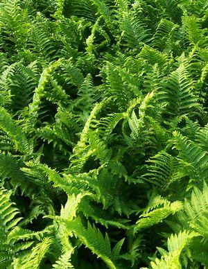 Dryopteris affinis Cristata