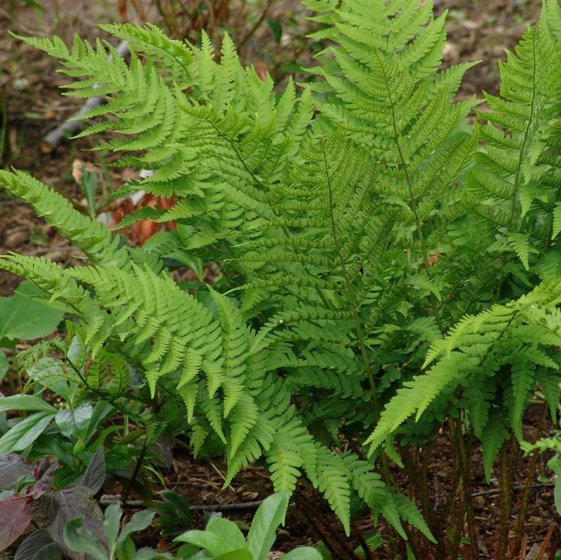 Dryopteris goldiana 