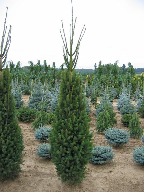 Picea abies Cupressina