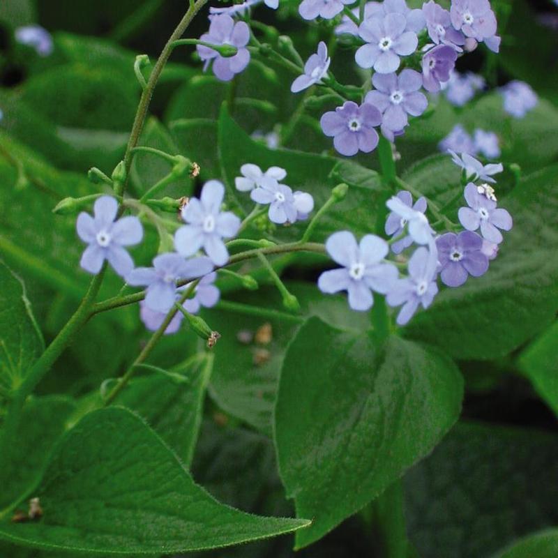 Brunnera macrophylla 