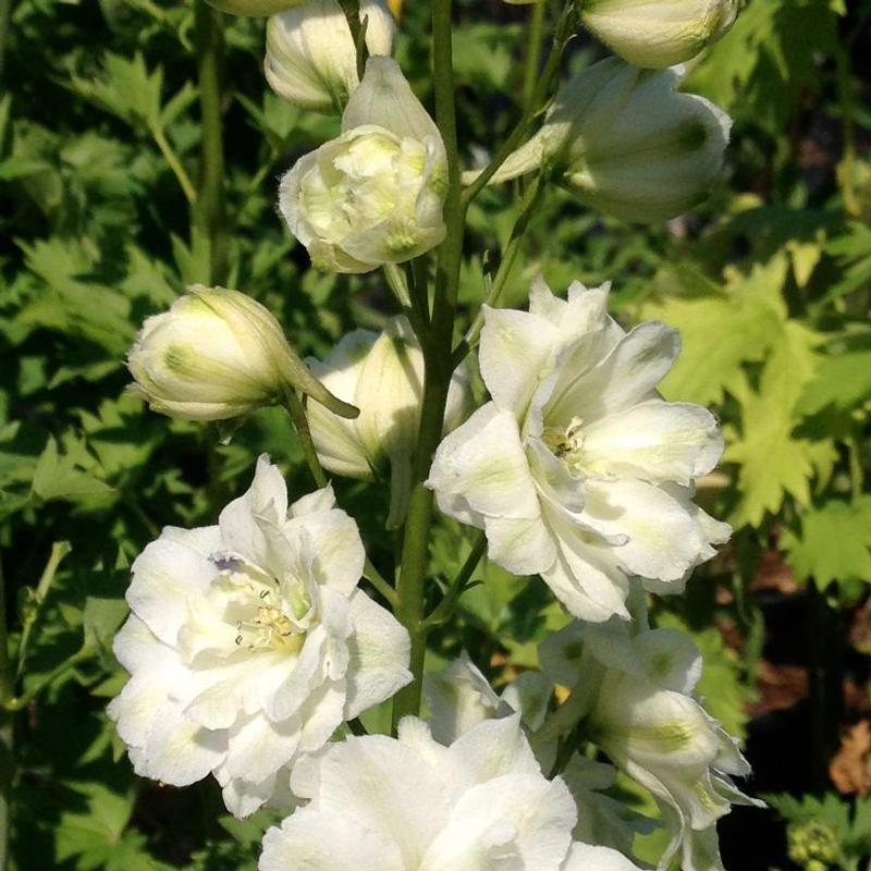 Delphinium elatum New Millennium™ Double Innocence