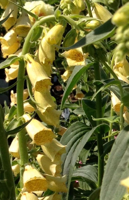 Digitalis grandiflora 