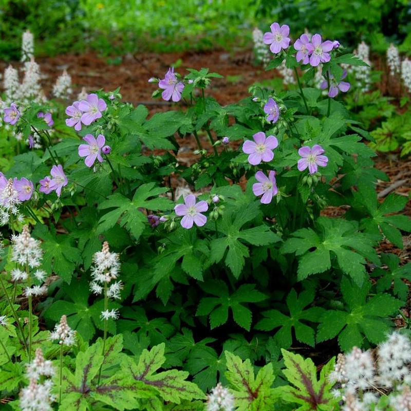 Geranium maculatum 