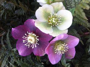 Helleborus x Royal Heritage™