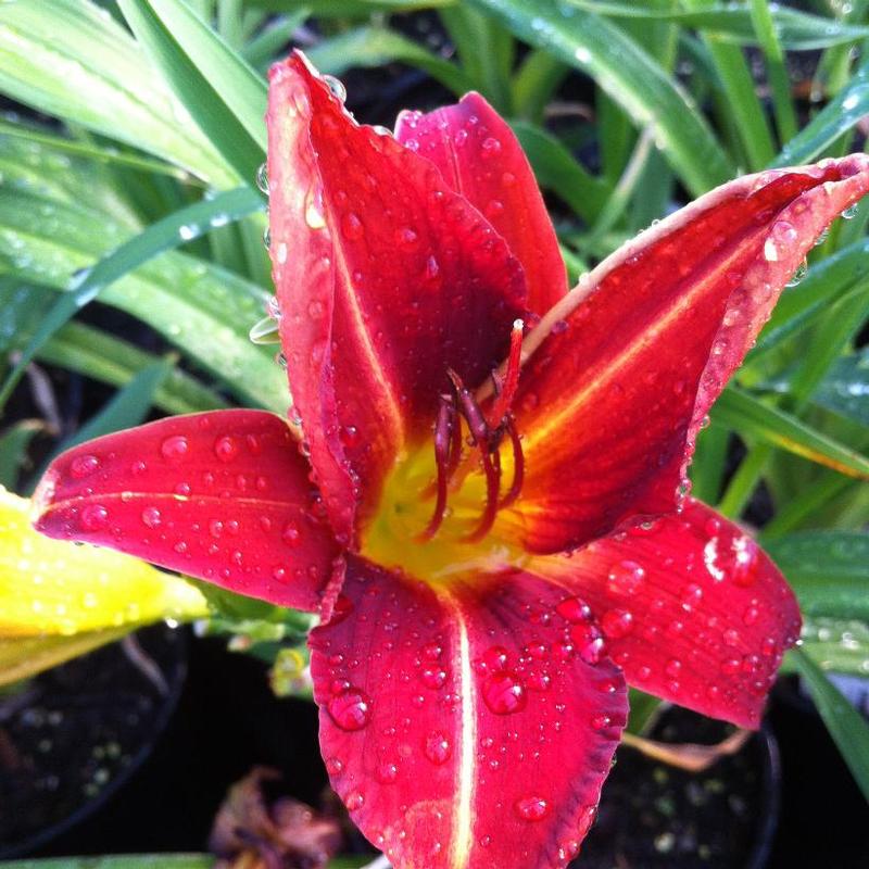 Hemerocallis Anzac