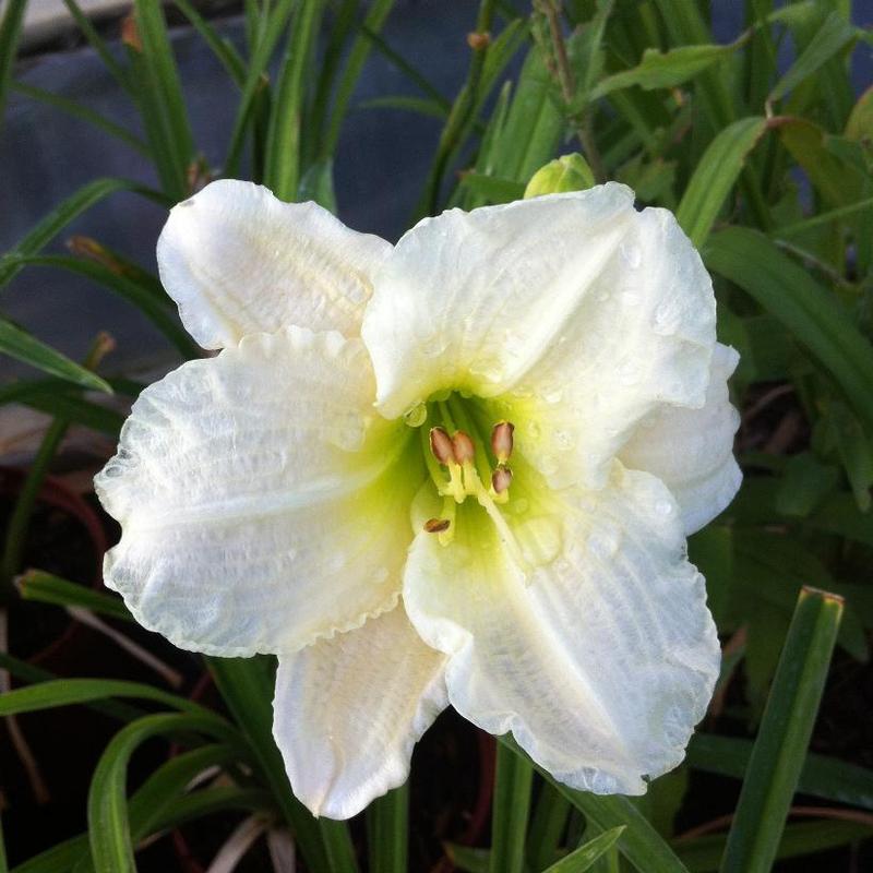 Hemerocallis Gentle Shepherd