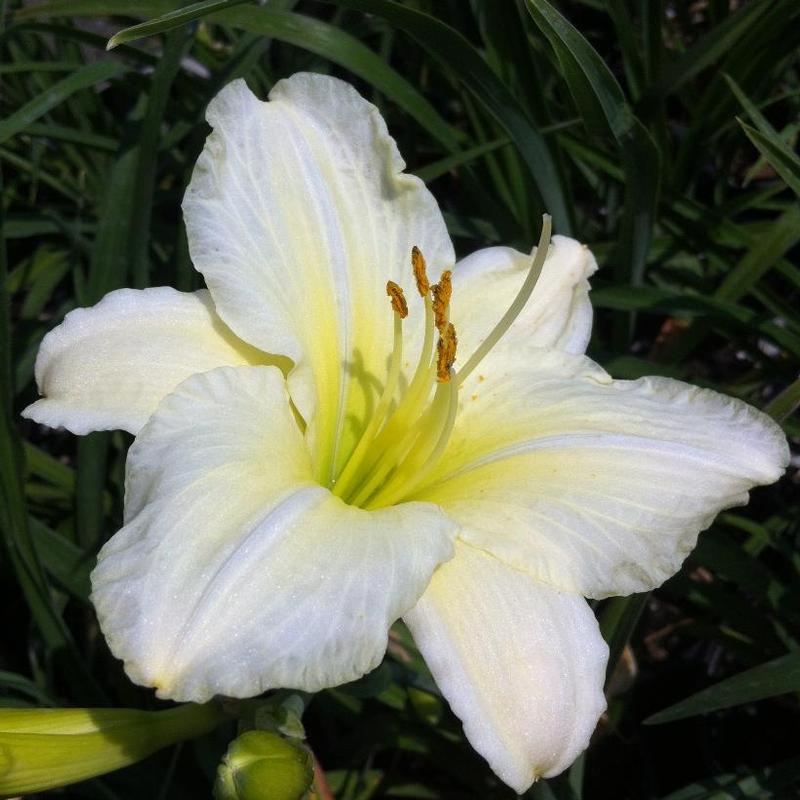 Hemerocallis Joan Senior