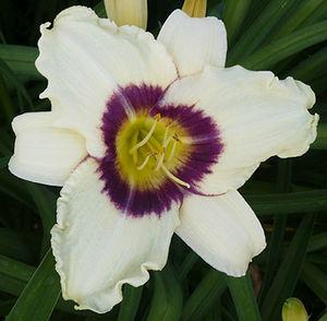 Hemerocallis Pandora's Box