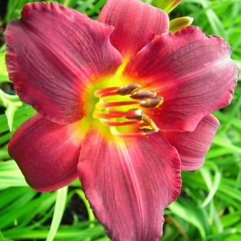 Hemerocallis Ruby Stella