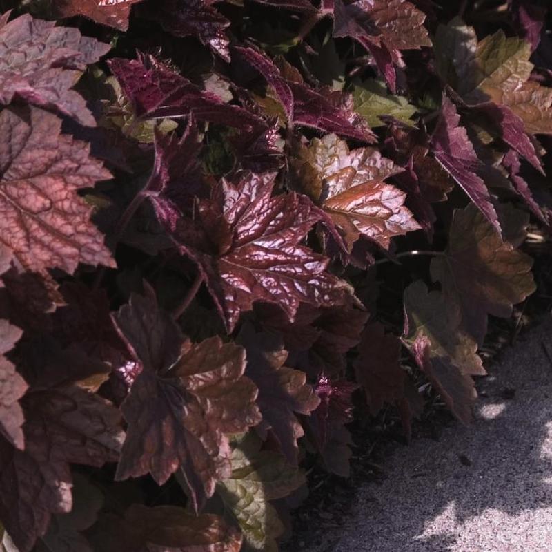 Heuchera micrantha Palace Purple