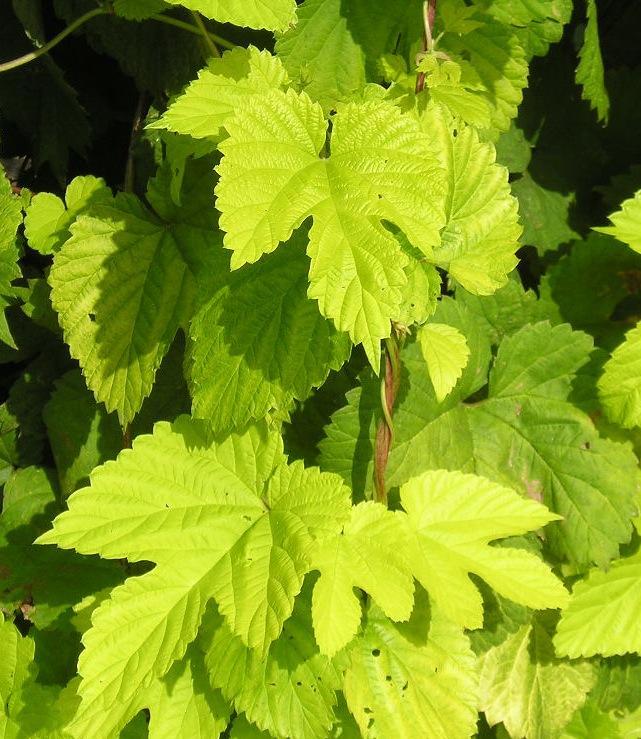 Humulus lupulus Aureus