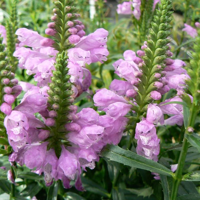 Physostegia virginiana Vivid