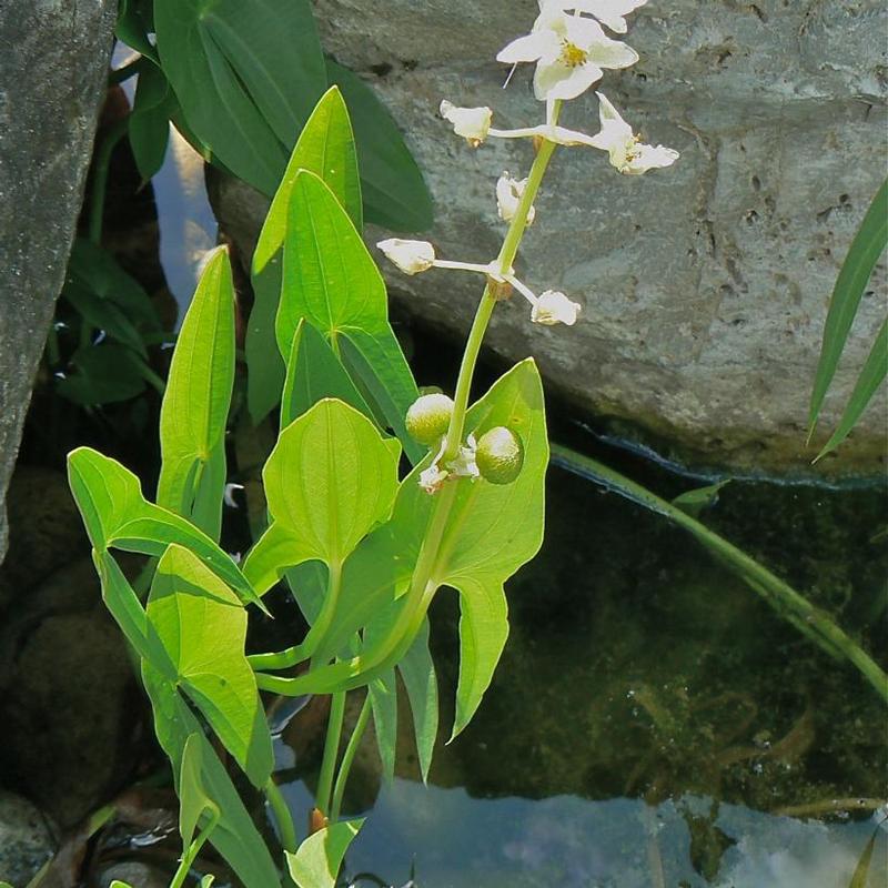 Sagittaria latifolia 