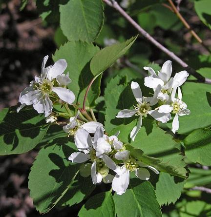 Amelanchier alnifolia 