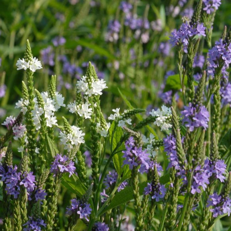 Verbena hastata 