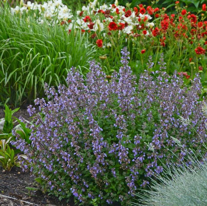 Nepeta faasenii Purrsian Blue